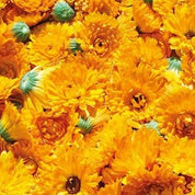 Shwally Tallow & Calendula Face & Body Balm